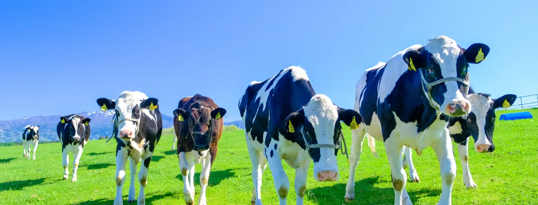 青空の下、緑の草原を歩く数頭の牛の様子