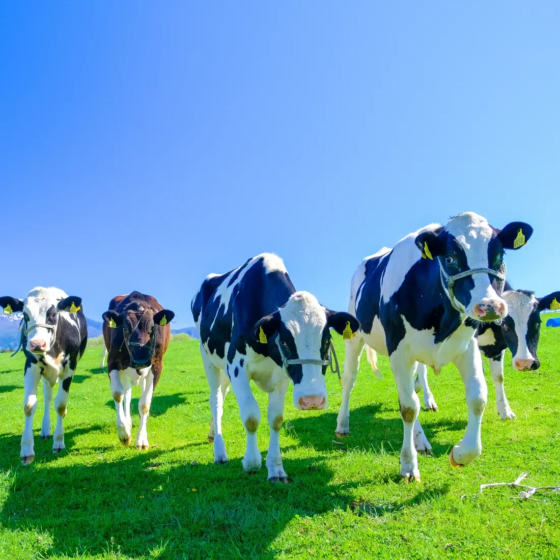 青空の下、緑の草原を歩く数頭の牛の様子