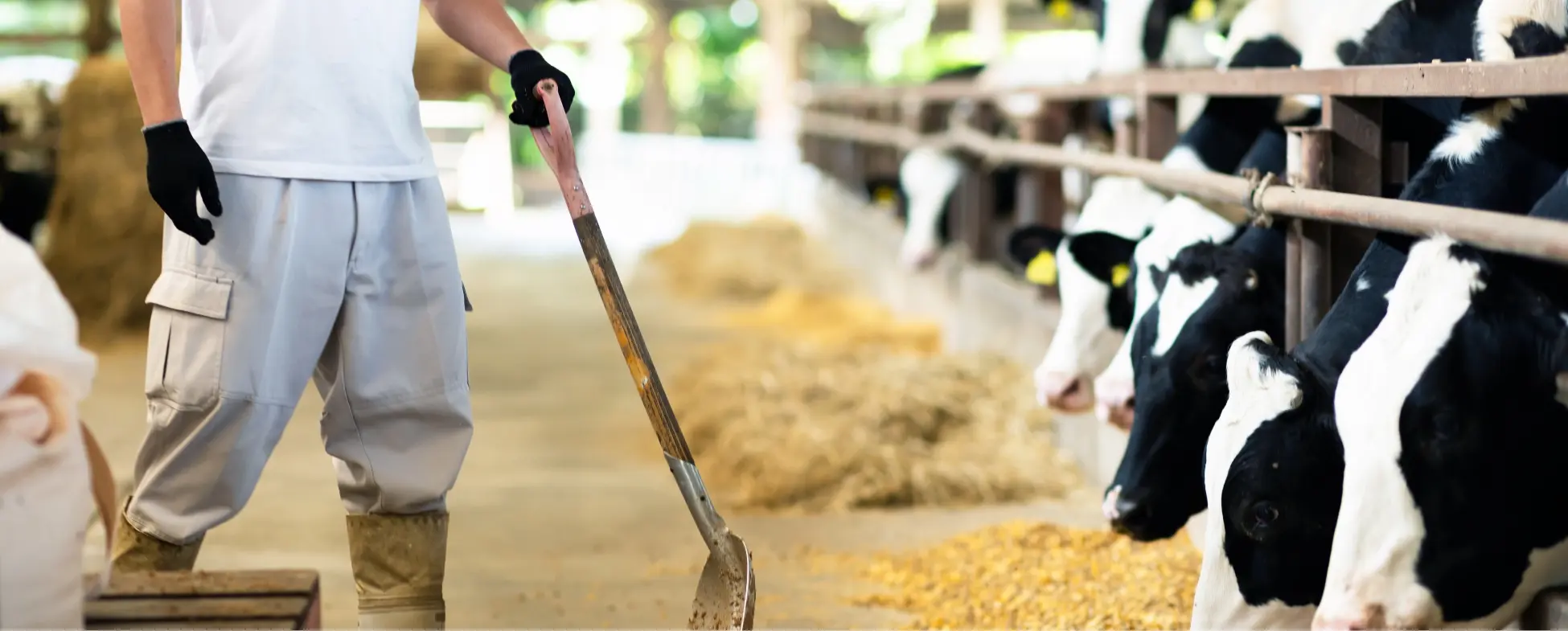 酪農家が牛舎でスコップを持ち、牛が並んで餌を食べている様子