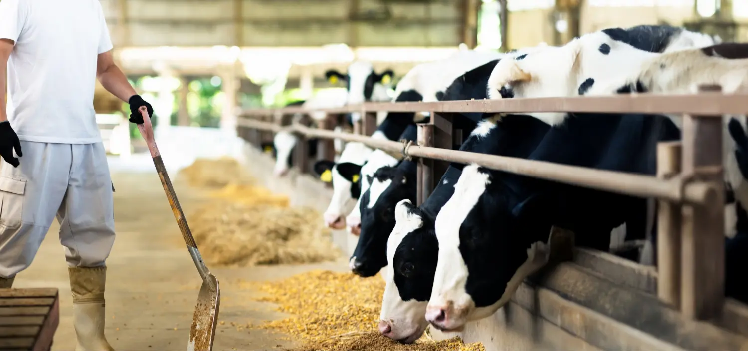 酪農家が牛舎でスコップを持ち、牛が並んで餌を食べている様子